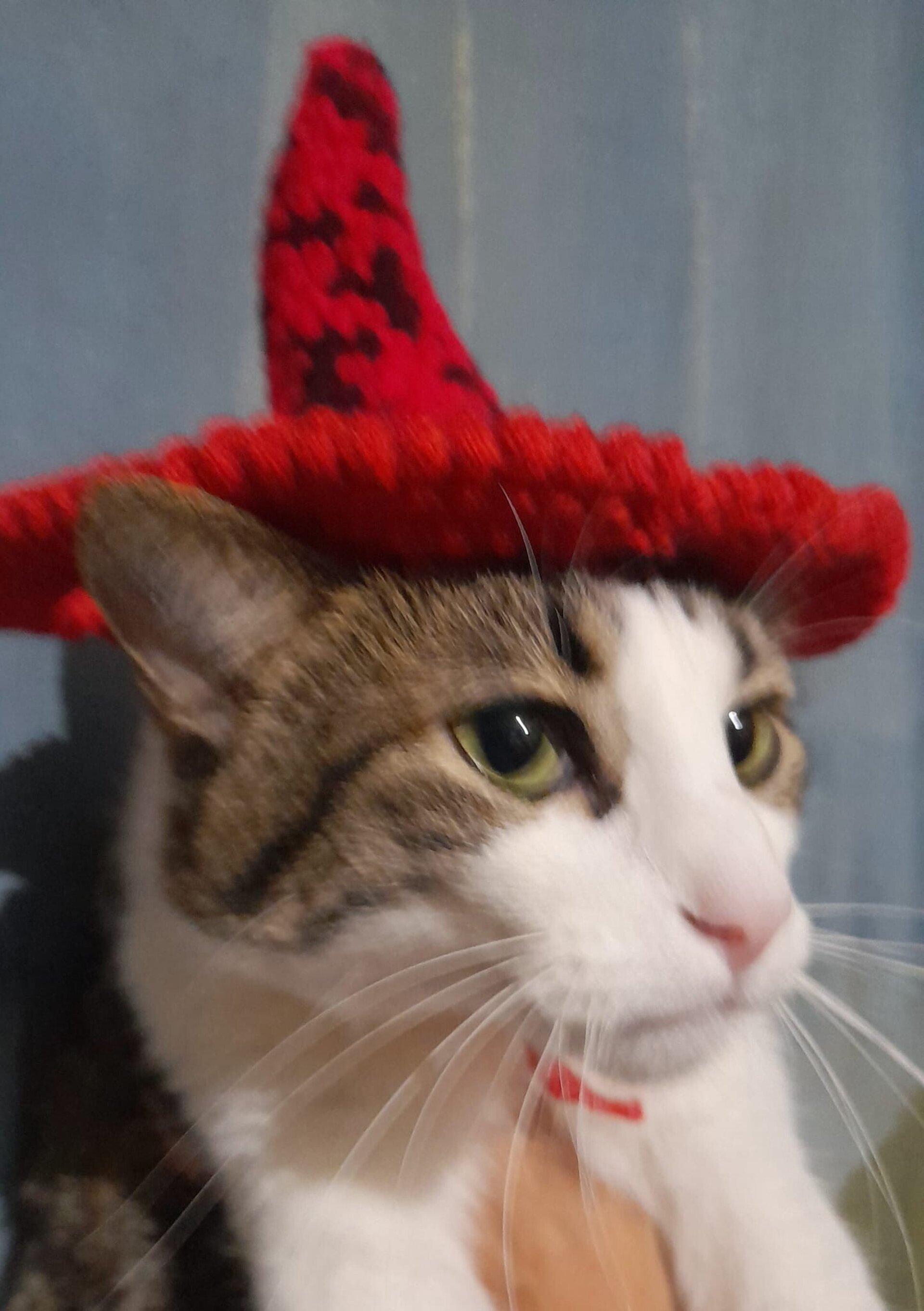 Gorros para peludos, gatos o perros. Encargos Personalizados.Mascotas - 7
